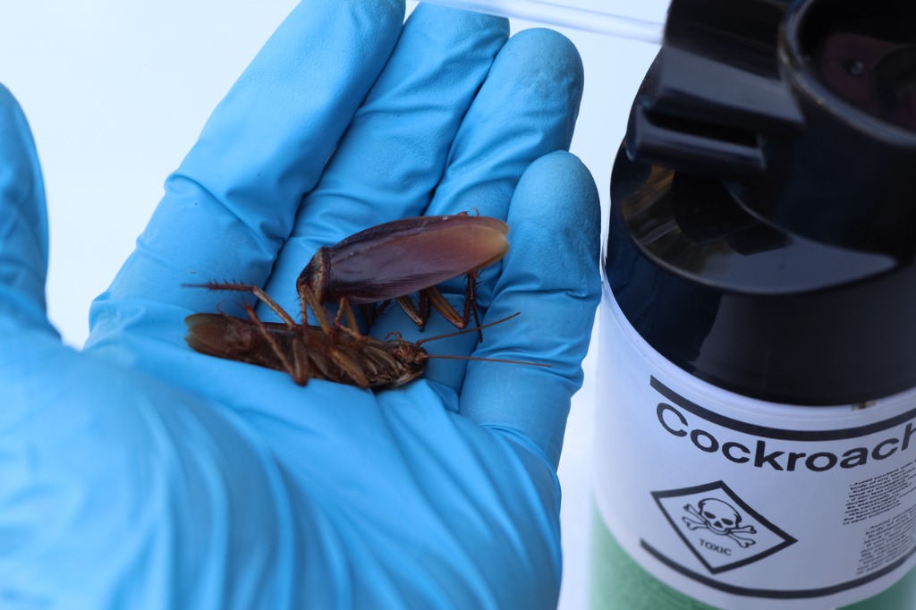 Cockroach Bite : Check Symptoms, Treatment and Prevention Tips